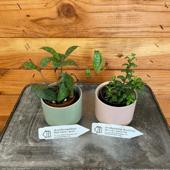 Lipstick Plant Lovers 2" Gift Set-Box Leaf  Black Pagoda