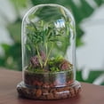 thumbnail image 3 of Campana de cristal Terrarium NCYP con forma de cúpula, 18,5 cm x 12 cm (sin plantas), 3 of 7