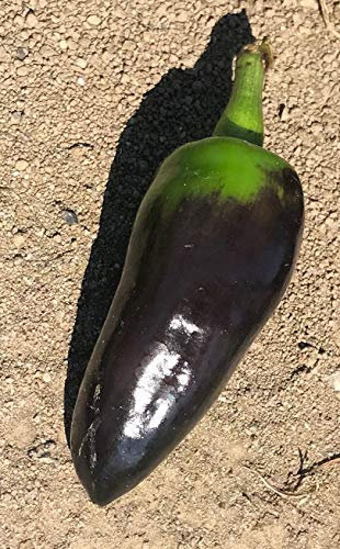 Black Jalapeno Pepper Premium Seeds Packet