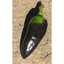 Black Jalapeno Pepper Premium Seeds Packet