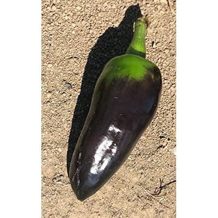 Black Jalapeno Pepper Premium Seeds Packet