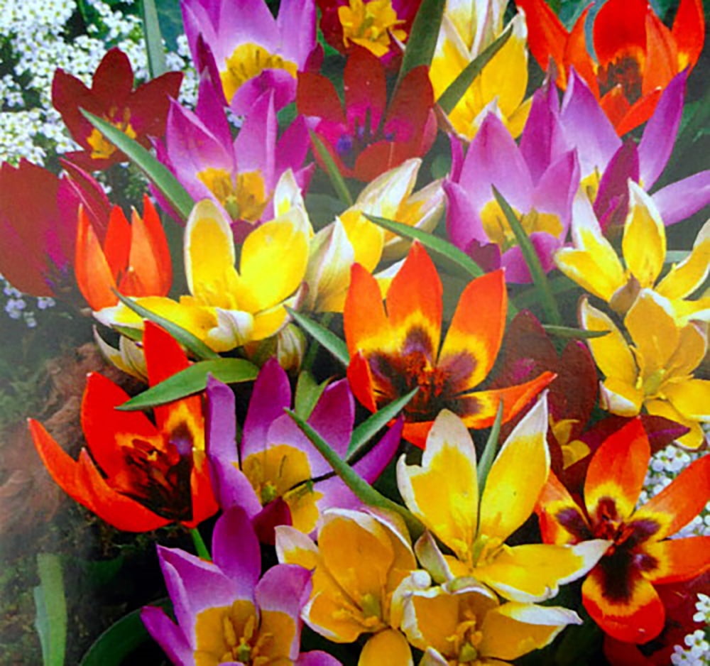 Wildflower Mix Tulip 35 Bulbs Very Hardy 6/+ cm Bulbs