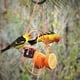 Mangeoires pour Oiseaux d'Extérieur avec Support Orange et Bol à Gelée Amovible – image 2 sur 3