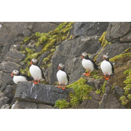 Atlantic Puffins Perch - Atlantic Puffin Perched on a Cliff, Spitsbergen, Svalbard, Norway Print Wall Art By Steve Kazlowski