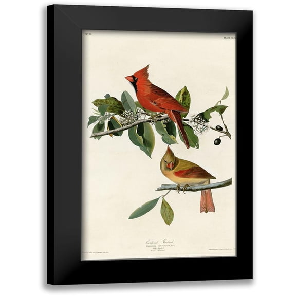 Vintage Apple Collection 10x14 Black Modern Framed Museum Art Print Titled - Cardinal Grosbeak