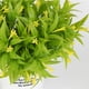 thumbnail image 2 of Flor de petunia artificial Wosthever ramo de flores trompeta decoración falsa amarillo, 2 of 6