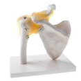 thumbnail image 2 of Human Shoulder Joint Model, Flexible, Anatomically Shoulder, 2 of 5