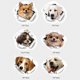 thumbnail image 2 of Pegatinas de vinilo para coche. Pegatinas divertidas y creativas para perros. Pegatinas para ventanas, paredes, puertas y capó. Pegatinas para perros., 2 of 4