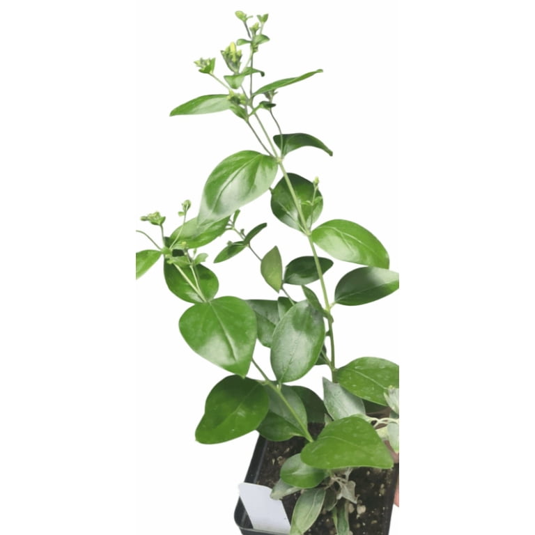 Virajaji Jasmine Plant, Indian Jui Jasmine Plant, live plant, small pot, 1  count - Walmart.com