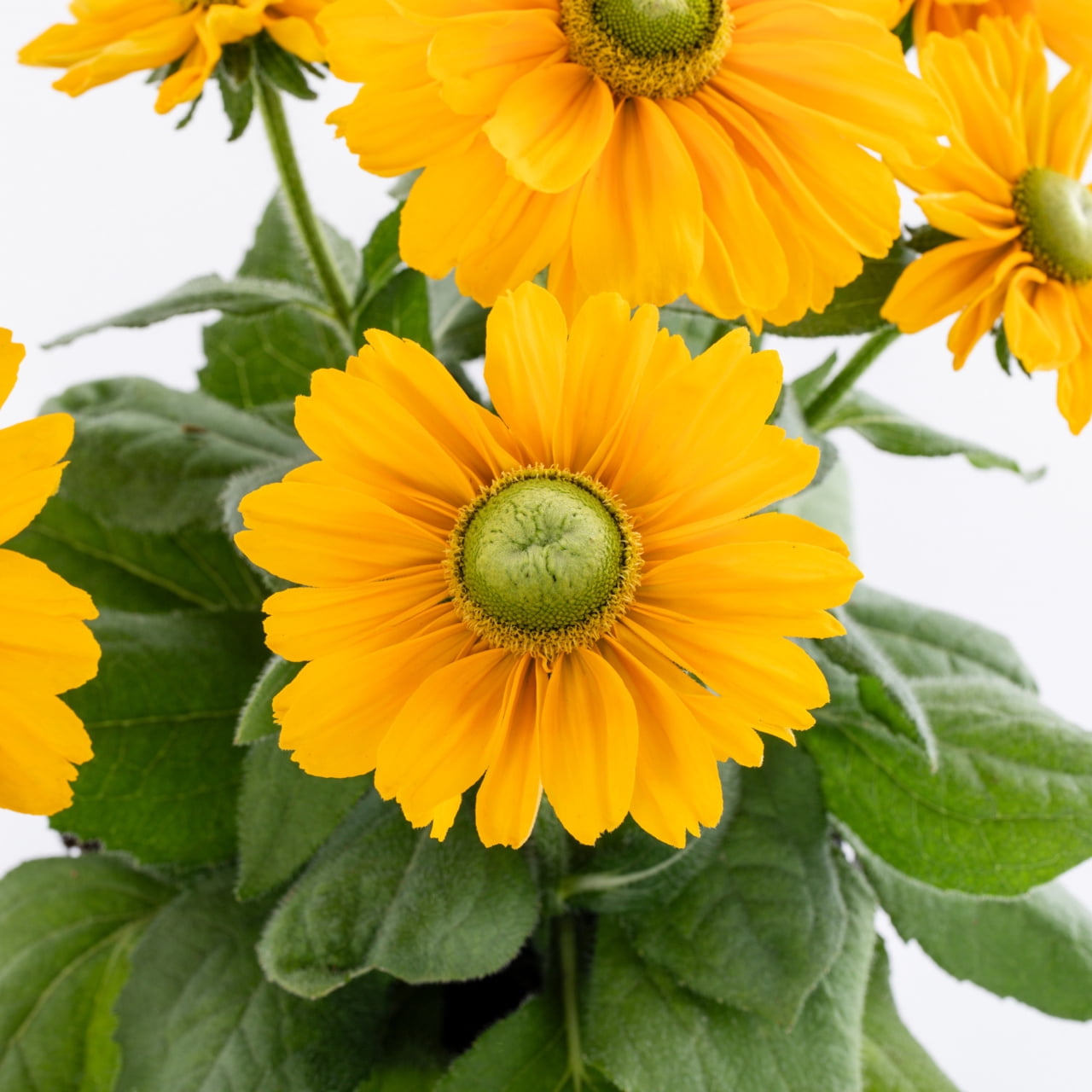Expert Gardener Yellow Rudbeckia Live Perennial Plant, 2QT Grower Pot, Full Sun, 3-Pack