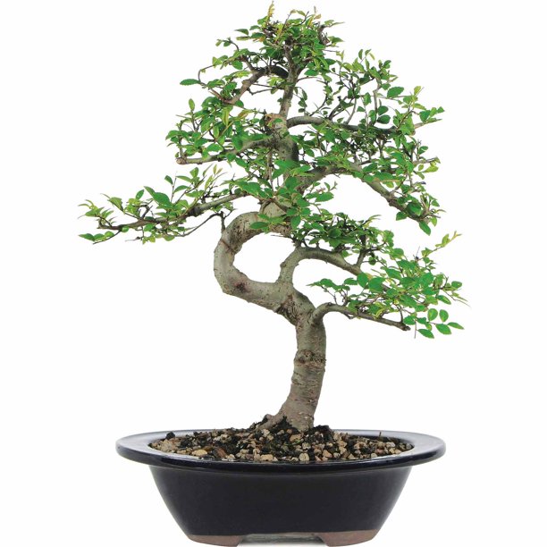 Brussel's Chinese Elm Bonsai Medium (Outdoor)