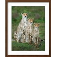 thumbnail image 2 of Art.com Cheetah (Acinonyx Jubatus) Family, Ndutu, Ngorongoro Conservation Area, Tanzania Photographic Print, Brown Frame Wall Art, 17" x 21", 2 of 5