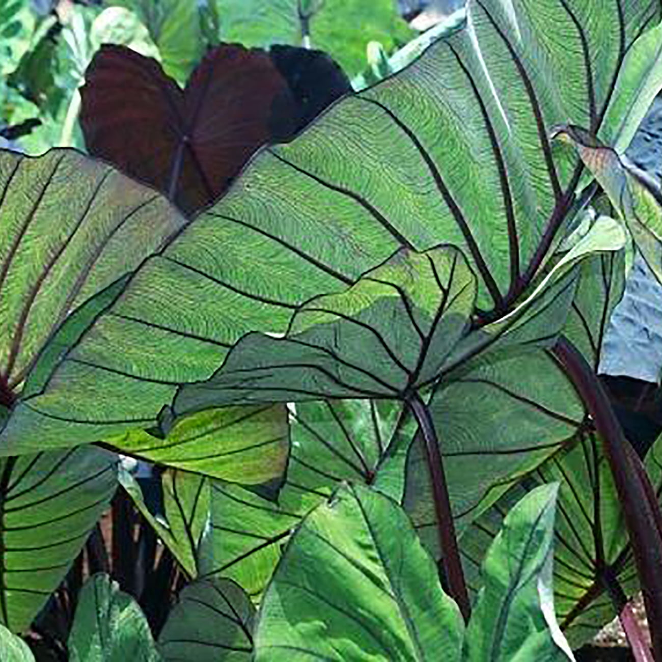 Van Zyverden Elephant Ears Royal Hawaiian® Blue Hawaii, 1 Bulb, Green, Partial Sun, Perennial, Deer Resistant, 1lb