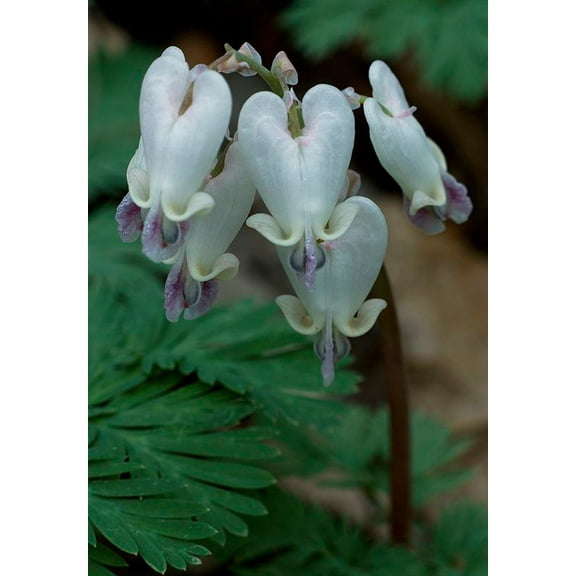 25 White Bleeding Heart Seeds