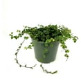 thumbnail image 5 of String of Frogs Houseplants Ficus Pumila Quercifolia, 2.5" Pot, 5 of 5