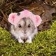 thumbnail image 4 of KAKOWELY Sombrero Rosa Para Mascotas Pequeñas Ideal Para Fiestas Y Sesiones De, 4 of 8