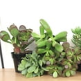 Altman Plants Classic Jade Succulents (8pack), Easy House Plants in 2.
