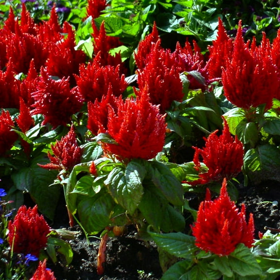 TomorrowSeeds - Forest Fire Celosia Seeds - 1000  Count - For 2026 Planting Plumosa Dark Red Feather