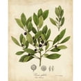 thumbnail image 3 of Torrey, John 20x24 Black Modern Framed Museum Art Print Titled - Ink-berry Tree Foliage, 3 of 5