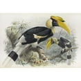 thumbnail image 2 of Daniel Giraud Elliot 24x18 Black Ornate Framed Double Matted Museum Art Print Titled: Dichoceros Bicornis (1882), 2 of 5
