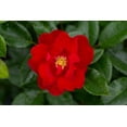 thumbnail image 5 of National Plant Network 1 gal Professor Sargent Camellia Japonica Live Shrub with Partial Shade, 5 of 6