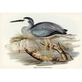 thumbnail image 2 of Gould, John 18x14 White Modern Wood Framed Museum Art Print Titled - White-fronted Heron-Ardea Novae-Hollandiae, 2 of 4