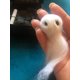 thumbnail image 5 of Likrtyny Lindo Juguete Fantasma Halloween Con Un Pequeño Pergamino Muñeca Creativa Regalo para Historias Fantasmas, 5 of 7