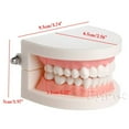 thumbnail image 5 of Modèle de Dentier Dentaire Standard Audlt Outil d'Enseignement Médical Modèle de Dents, 5 of 5