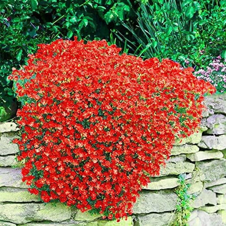 low-ground-cover-perennials