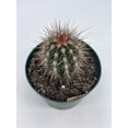 thumbnail image 2 of Echinocereus engelmannii, Engelmann's Hedgehog Cactus, Rare Cactus, 4 inch Pot, Well Rooted, 2 of 9