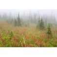 thumbnail image 2 of Paulson, Don 24x17 Black Ornate Wood Framed with Double Matting Museum Art Print Titled - Canada, BC, Revelstoke NP Misty meadow scenic, 2 of 4