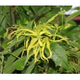thumbnail image 4 of 10 Heirloom Seeds -Ylang Ylang or Perfume Tree - -Cananga odorata- Serendipity Seeds, 4 of 5