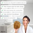 thumbnail image 3 of Esponja exfoliante natural Naroa para ducha y baño Sea Loofah, 3 of 7
