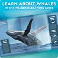 thumbnail image 6 of National Geographic Motorized Whale 3D Puzzle – 32-Piece Wooden Model Kit with Light-Up Display Base and Whale Facts, Moving Whale STEM Activity for Kids, 6 of 7