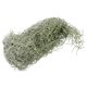 thumbnail image 5 of ColoMX Bonsái de musgo seco, musgo decorativo para paisajismo, decoración de musgo de liquen seco para colgar, 5 of 8