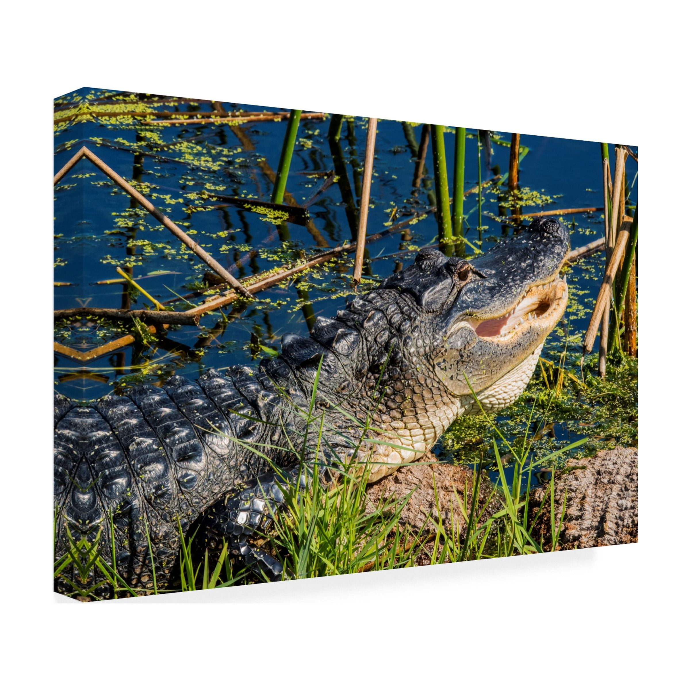 Robert Michaud 'Gator 2' Canvas Art
