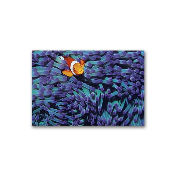 Amazing Portrait Of Clown Fish Poster -Image by Shutterstock