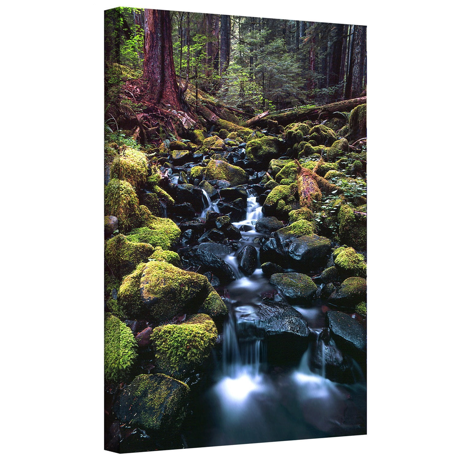 Dean Uhlinger "Rain Forest Morning" Gallery-Wrapped Canvas
