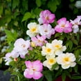thumbnail image 3 of Bloomin Easy 2 gal Rose Peach Lemonade Live Shrubs, 3 of 9