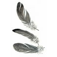 thumbnail image 2 of Fisk, Arnie 17x24 Black Ornate Wood Framed with Double Matting Museum Art Print Titled - Feather Study 3, 2 of 4