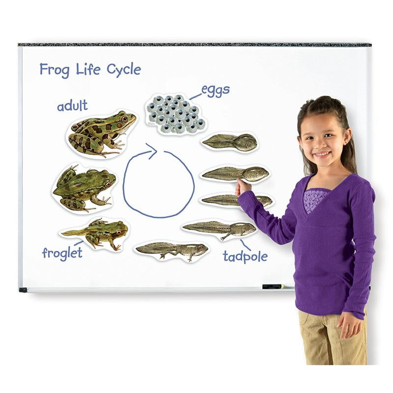 Science Educational Toy Life Cycle of a Frog Fun Learning Cute Realistic 