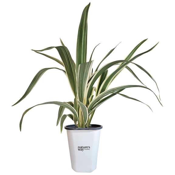 Nature’s Way Farms Dianella Outdoor Live Plant (7-11in Tall) in Grower Pot May Ship Without Flowers