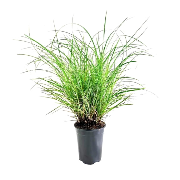 Adagio Maiden Grass  1 Live Quart Sized Plant  Miscanthus Sinensis  Fast Growing Cold Hardy Ornamental Plants
