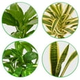 thumbnail image 5 of Air Purifying Live Plants for Indoor | Different Houseplants in Multiple Sizes | Real House Plant for Living Room, Office, Desk & Bathroom, 5 of 6