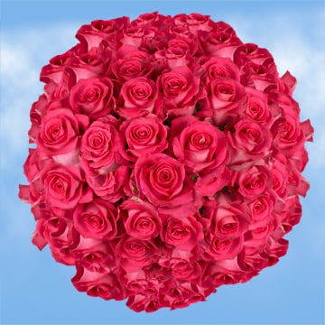 Globalrose 150 Fresh Cut Bright Pink Roses Large Bloom Flowers Whole Express Delivery Globalrose 150 Fresh Cut Bright Pink Roses Large Bloom Flowers Whole Express Delivery