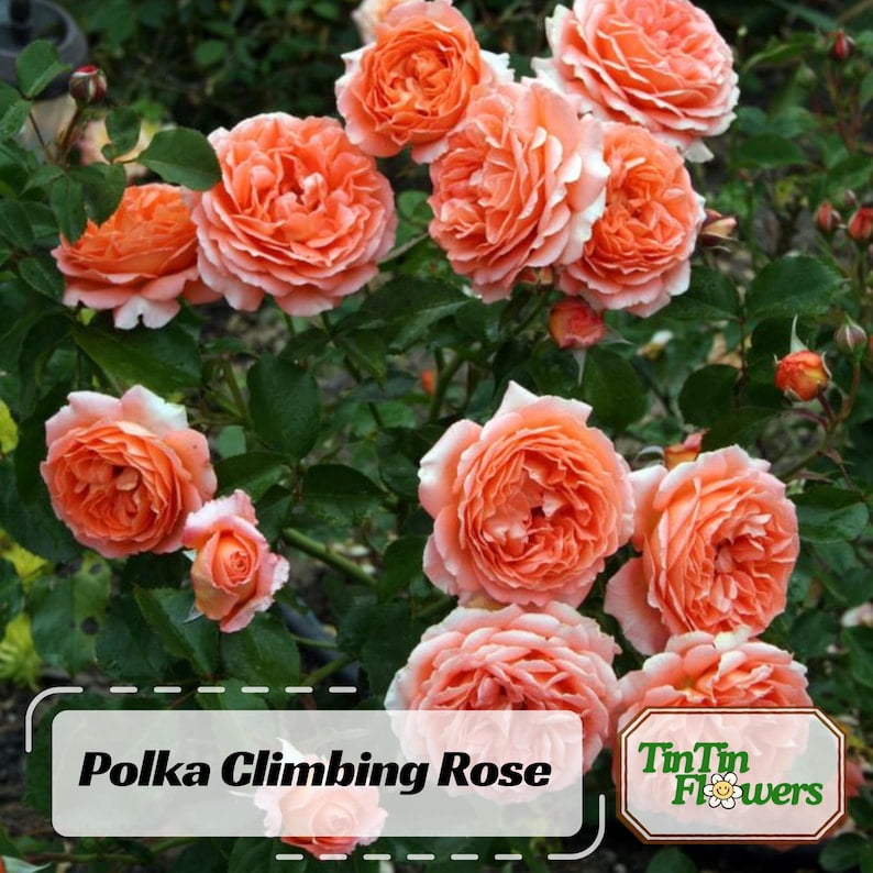 30 Seeds Polka Climbing Rose Seeds - Non- Flower Seeds for Enthusiasts