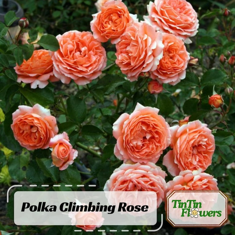 30 Seeds Polka Climbing Rose Seeds - Non- Flower Seeds for Enthusiasts -  Walmart.com