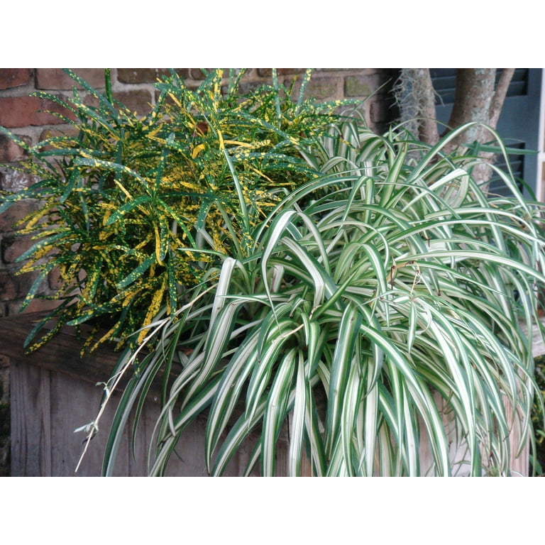 zz plant images ZZ Plant