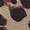 Brown, variant on Stylish Peep Toe Block Chunky Heel Sandals Women d’Orsay Hollow-Out Heeled Booties Party Dating Shopping Vacation