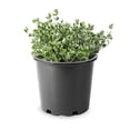 thumbnail image 1 of 2 Gallon Euonymus Emerald Gaiety Shrub, 1 of 5